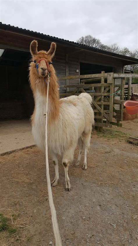 Browse search results for llamas Pets and Animals for sale in California. . Llama for sale near me